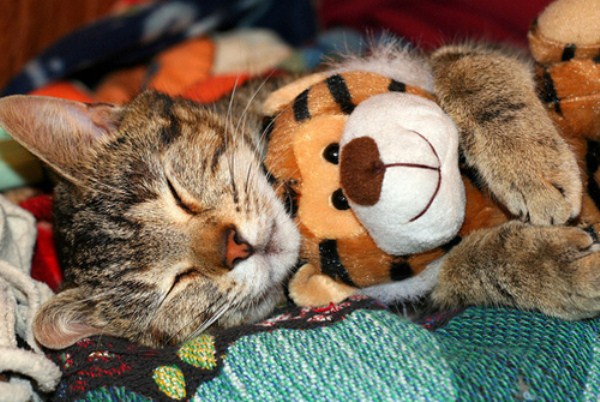 Animals With Stuffed Animals Of Themselves (33 photos)