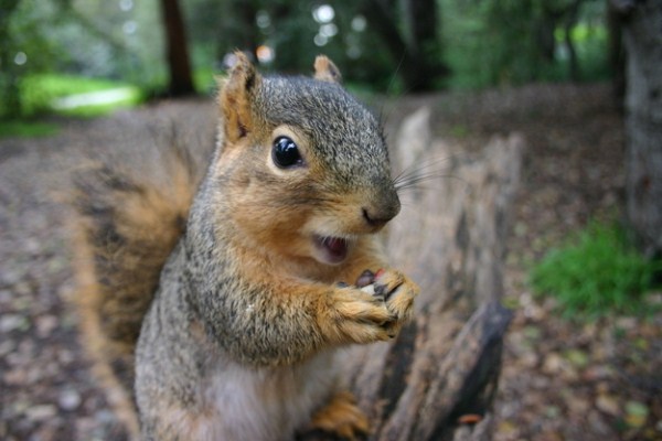 Adorable Squirrel (25 photos)