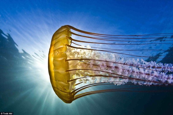 The Most Spectacular Underwater Images Ever Seen (14 photos)