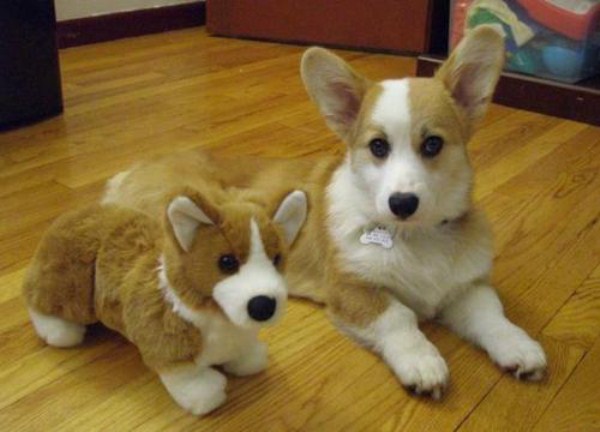 Animals With Stuffed Animals Of Themselves (33 photos)