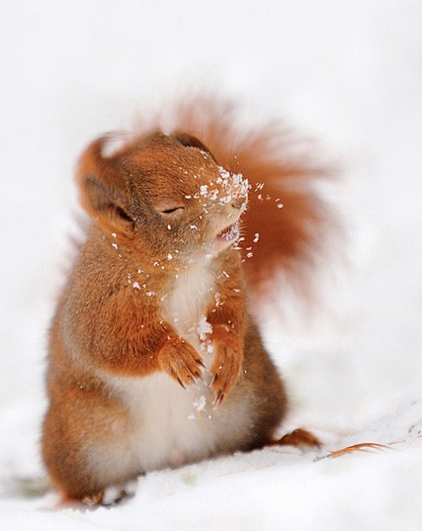 Adorable Squirrel (25 photos)