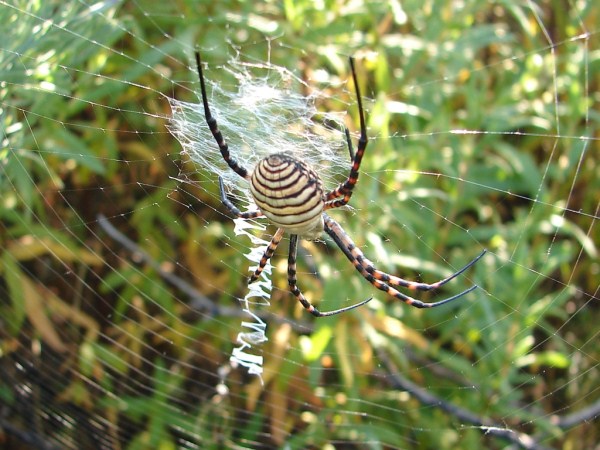 Spiders Who Decorate Their Webs (16 photos)