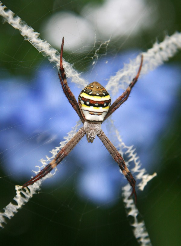 Spiders Who Decorate Their Webs (16 photos)