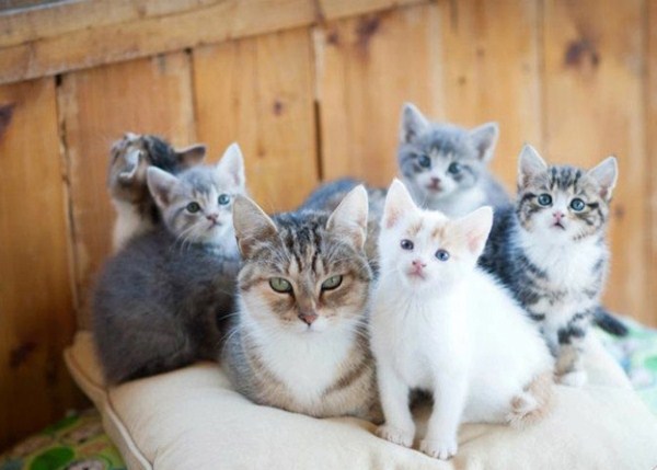 Cat Family Portraits (16 photos)