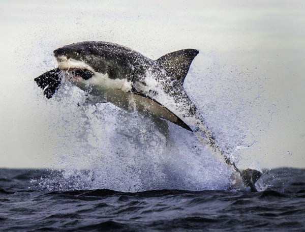 Great White Shark Hunting (6 photos)