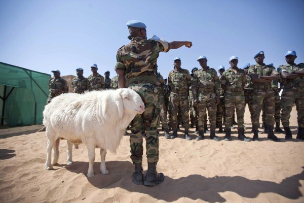 Animals in War Zones (17 photos)