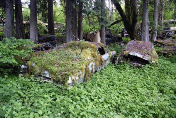 Car Cemetery in a Forest (30 photos)