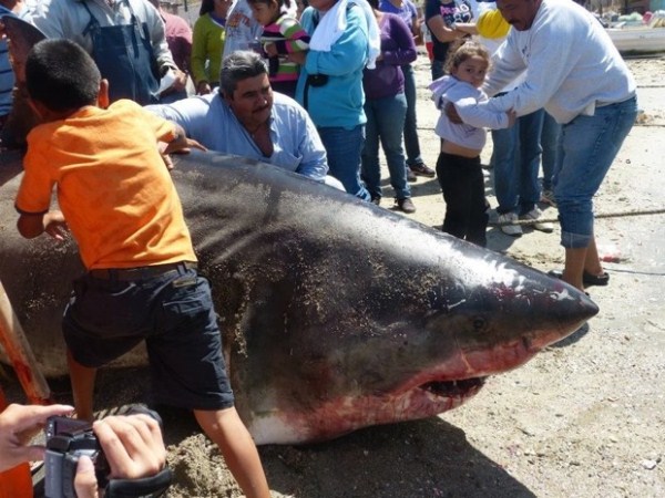 Biggest Sharks Ever Caught (8 photos)