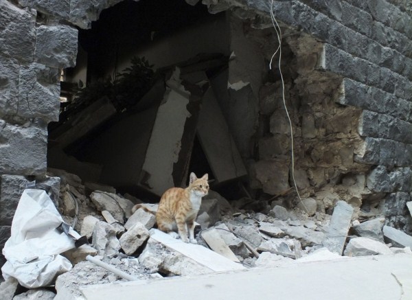 Animals in War Zones (17 photos)
