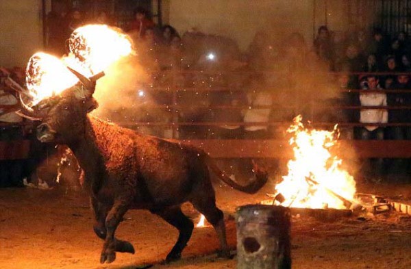 Bizarre Spanish Bull Burning Festival (10 photos)