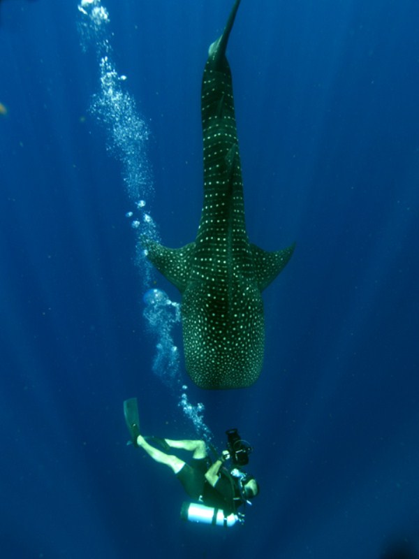 Amazing Underwater World (32 photos)