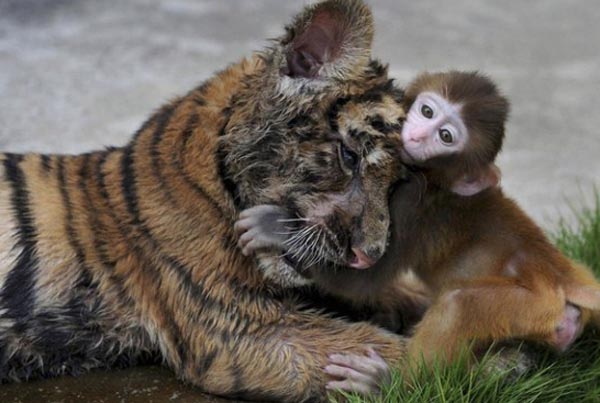 Animal Friendships That May Surprise You (30 photos)