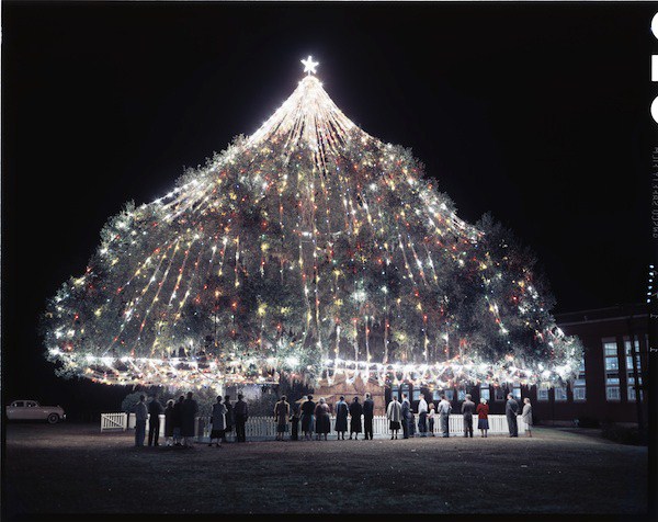 Worlds Best Christmas Trees (10 photos)