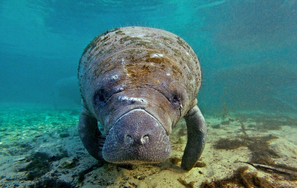 Amazing Underwater World (32 photos)