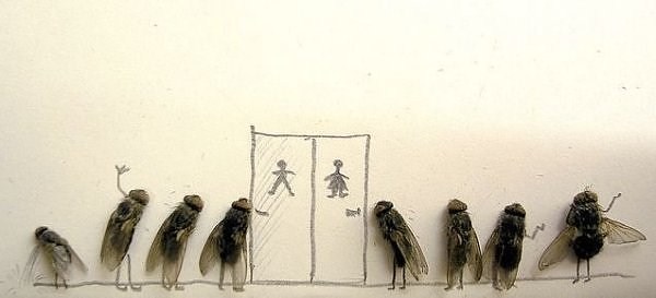 Funny Photos With Dead Flies (31 photos)