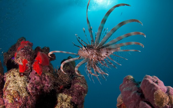 Amazing Underwater World (32 photos) 24