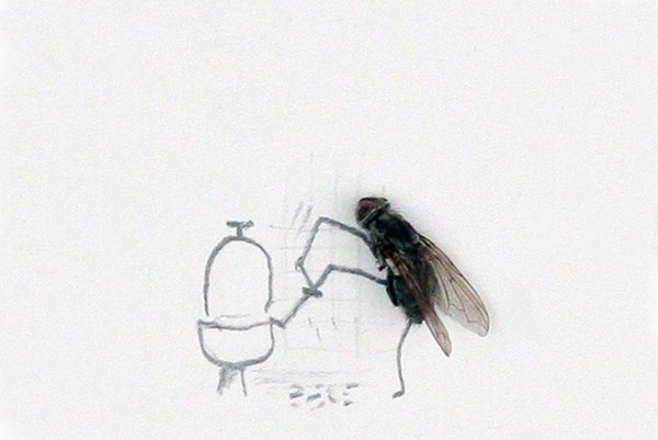 Funny Photos With Dead Flies (31 photos)