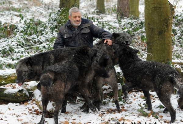 Living With Wolves (30 photos)