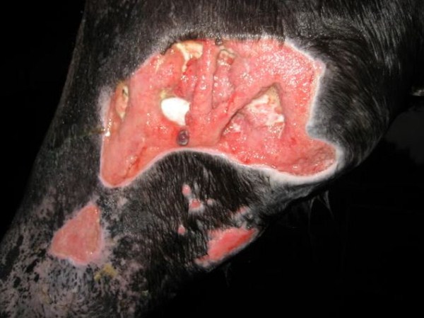 Horse Bitten by Poisonous Snake (28 photos)