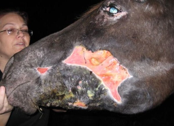 Horse Bitten by Poisonous Snake (28 photos) 26