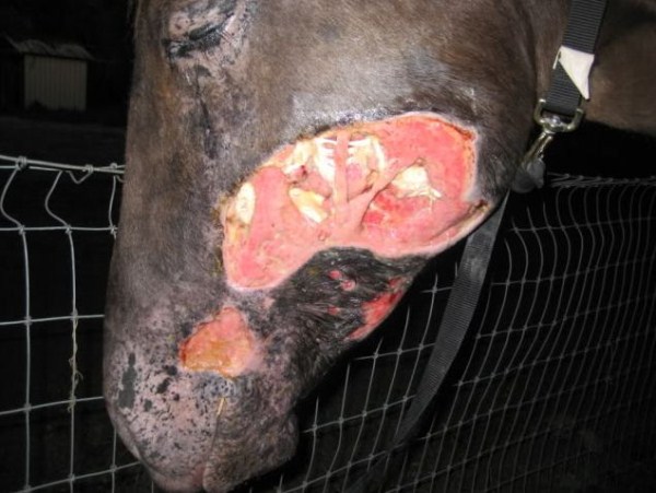 Horse Bitten by Poisonous Snake (28 photos)