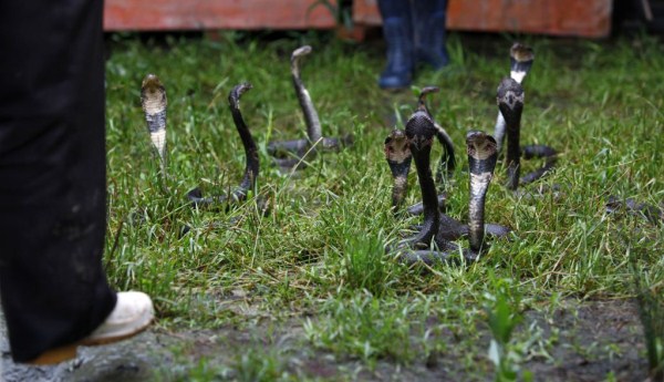 Snake Town in China (18 photos)