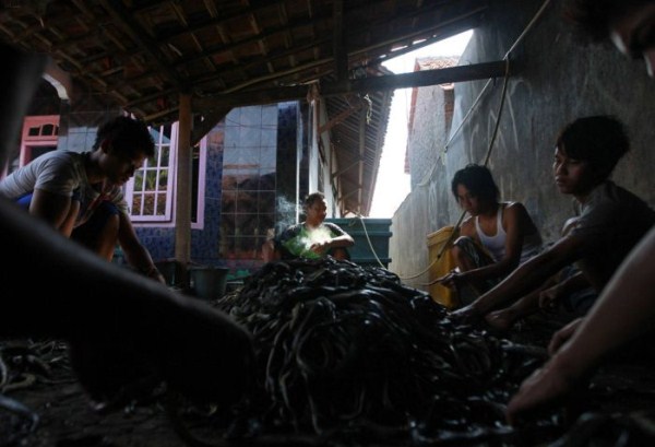 Production of Snakeskin Handbags (22 photos)