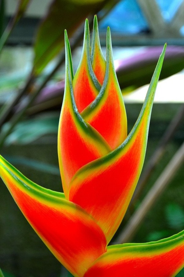 Beautiful Colorful Images (50 photos)