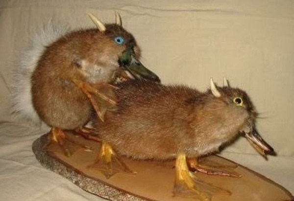 taxidermied 27