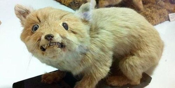 Scary Taxidermied Animals (40 photos)