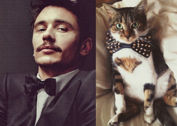 Cats Who Could Be Male Models (128 photos)