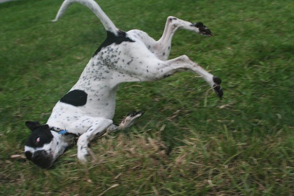 Embarrassing Falls (40 photos)