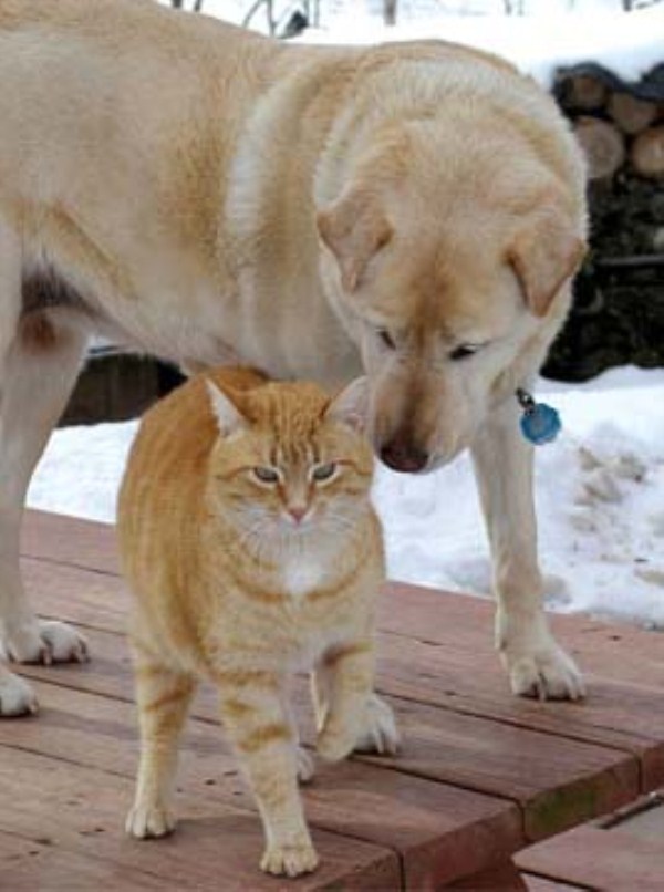Unlikely Animal Friendships (30 photos)