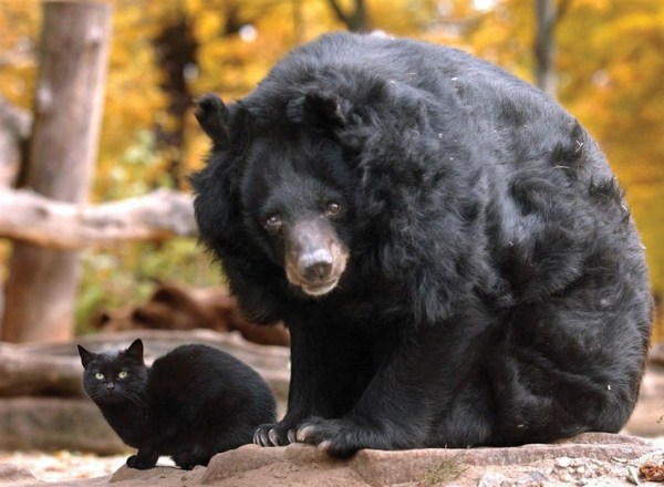 Unlikely Animal Friendships (30 photos)