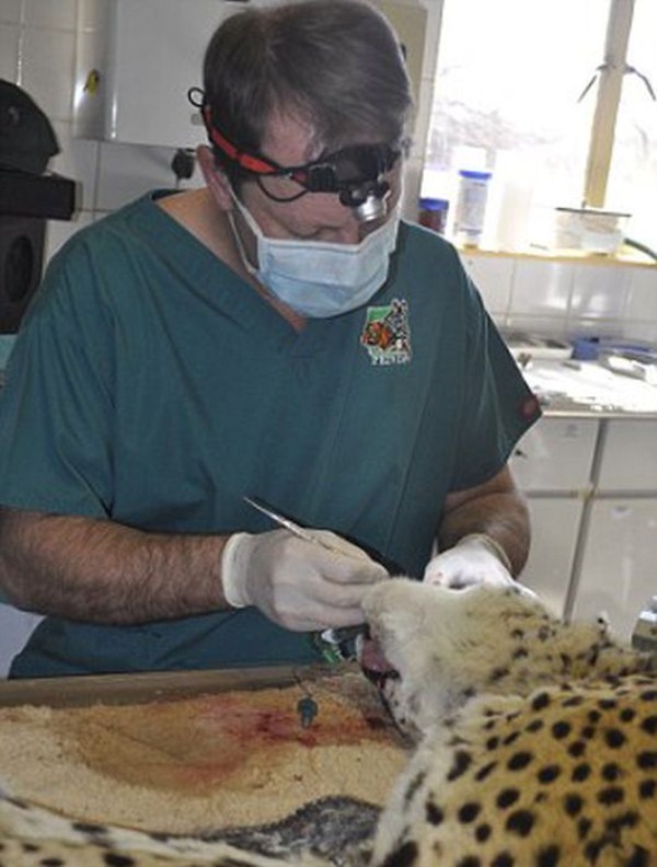 animal dentist 07 1