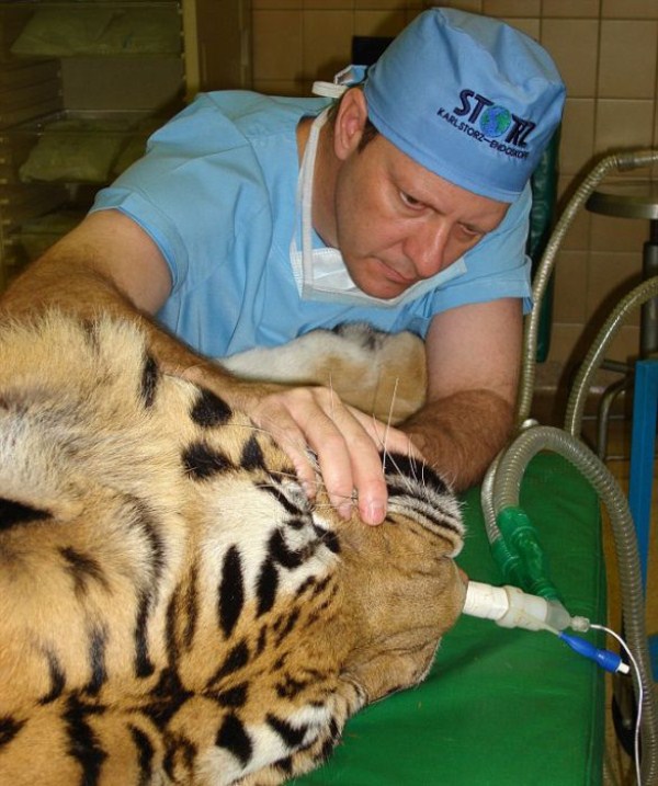 Animal Dentist (19 photos)