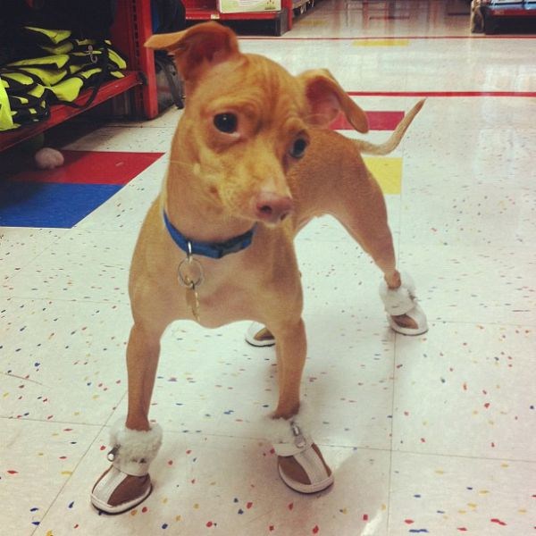 Is This Dog Cute or Ugly? (23 photos)