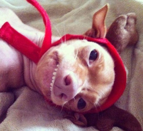 Is This Dog Cute or Ugly? (23 photos)