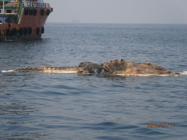 Strange Creature Found in the Persian Gulf (4 photos)