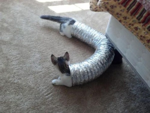 Perfectly Timed Photos (66 photos)