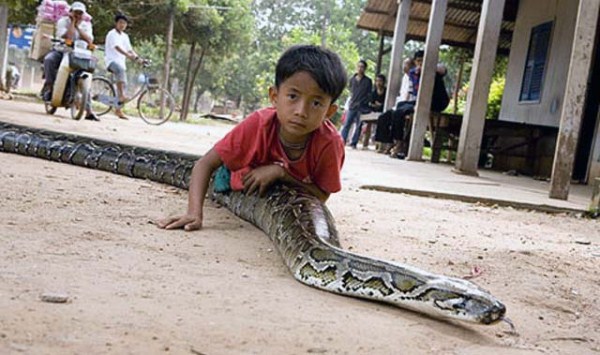 13 year old Boy Keeps Python as Pet (12 photos)