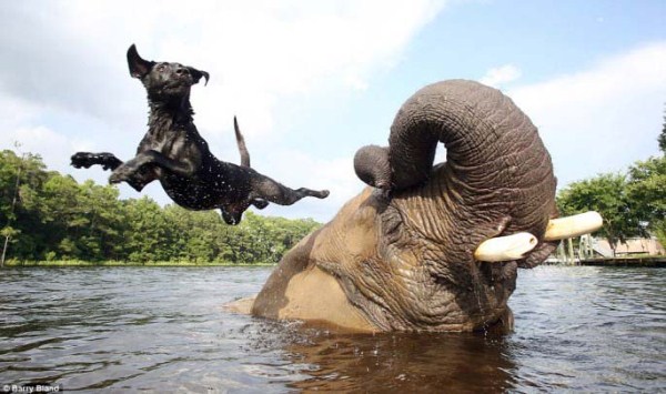 Remarkable Animal Friendship (9 photos)