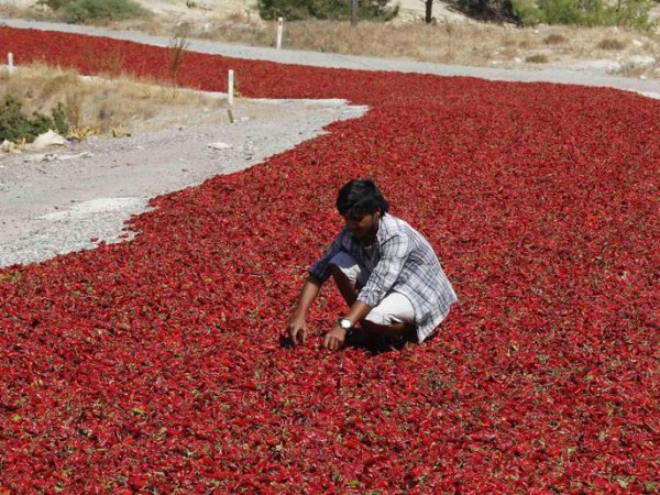 Drying Hot Pepper in Turkey (6 photos)