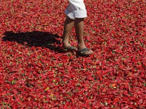 Drying Hot Pepper in Turkey (6 photos) 5