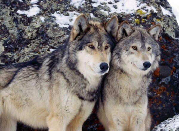 The Beauty of Wolves (53 photos)