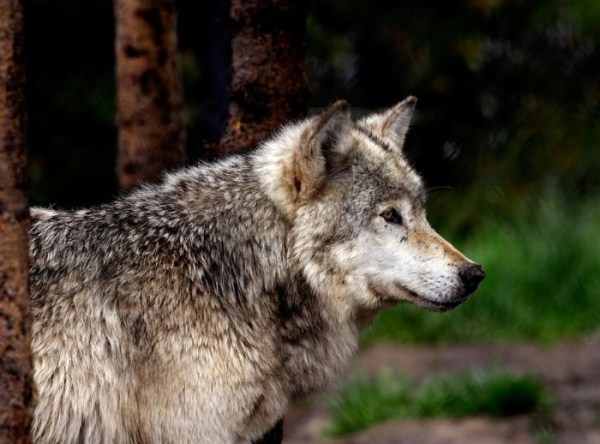 The Beauty of Wolves (53 photos)