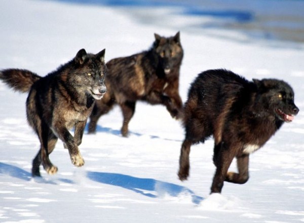 The Beauty of Wolves (53 photos)