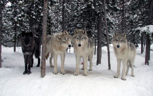 wolves in the wild 53