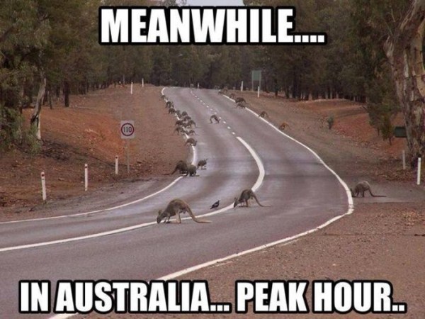 Meanwhile In Australia (31 photos)