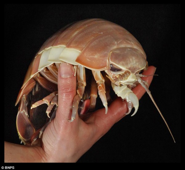 Creepy Deep Sea Creatures (48 photos)